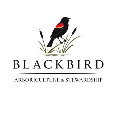 Logo of Blackbird Arboriculture &amp; Stewardship with a blackbird and cattails illustration.