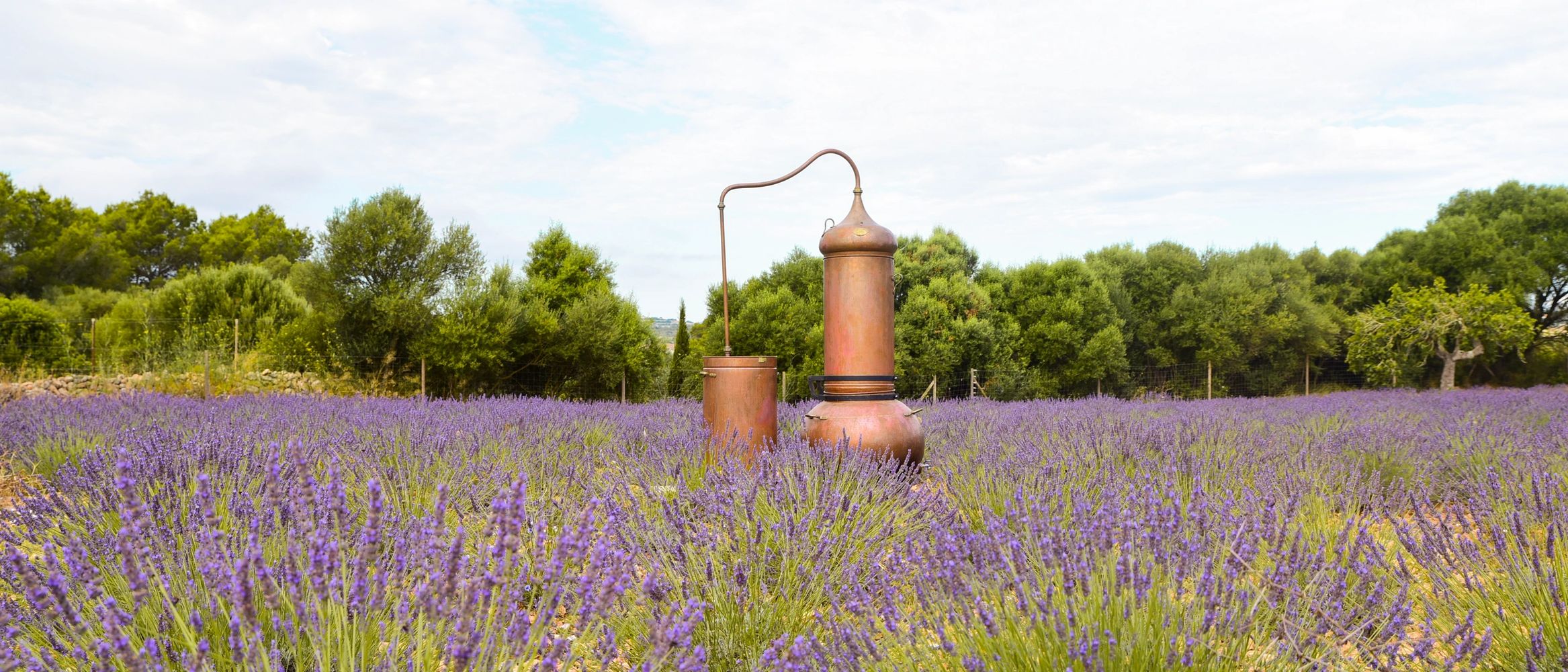 a field full of lavander