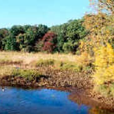 Old Pine Farm