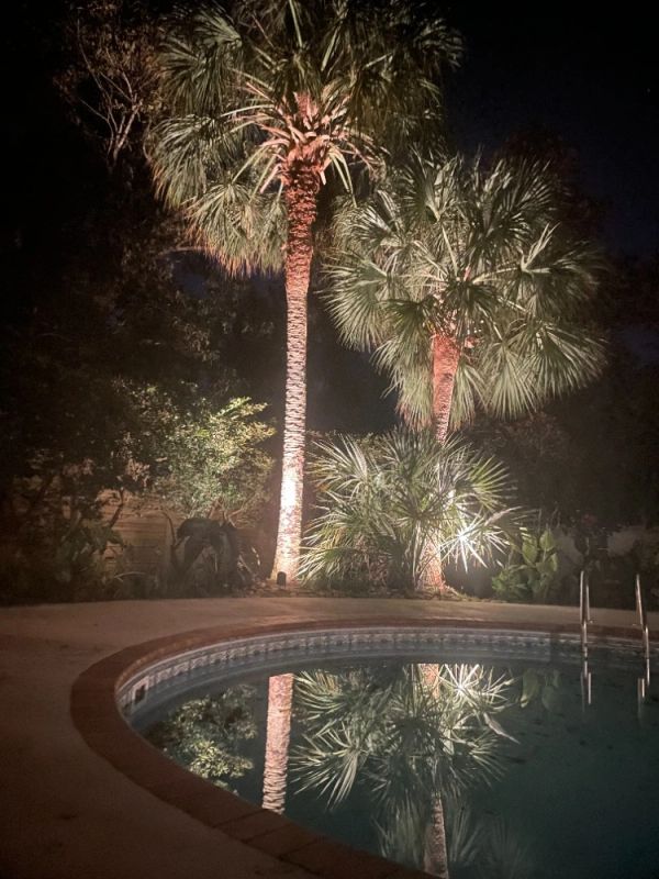 Palm tree uplighting by pool installed by Secure NC