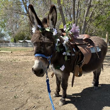 Donkey wearing a saddle and decorated with flowers outdoors.