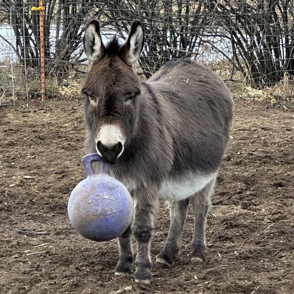 A donkey holding a purple Jolly Ball in its mouth in a fenced area.