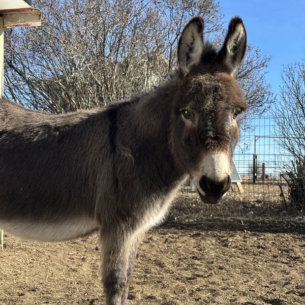 A brown donkey standing outside in a sunny area with trees and a fence.