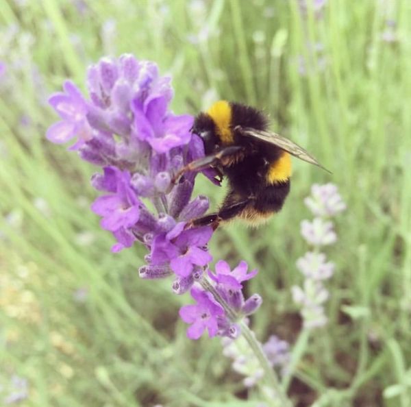 Bumble bee on a lavender flower 