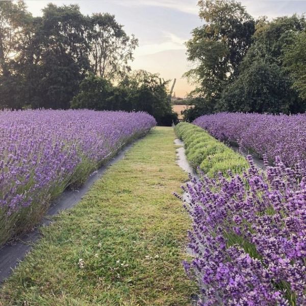 Rows of lavender being harvested with a grass path and a sunset