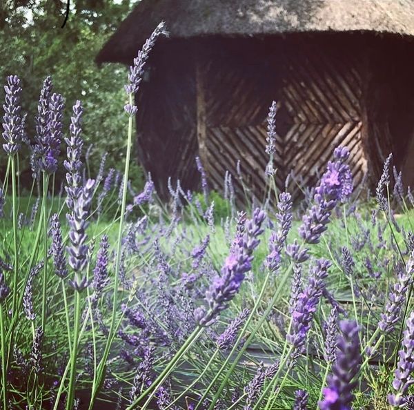 Lavender Grosso stems with a wooden Victorian summerhouse behind
