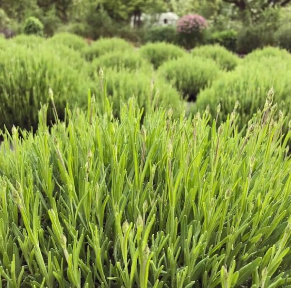 Mounds and rows of green lavender plants with flowers just starting to bud