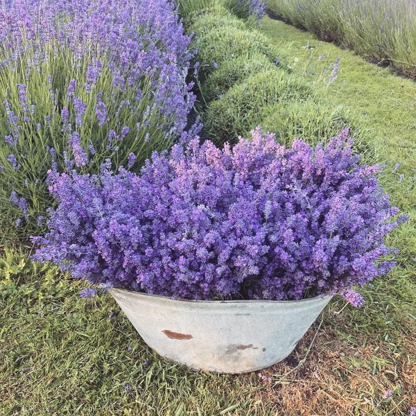 A metal tub full of freshly picked lavender bunches with rows of lavender being harvested behind