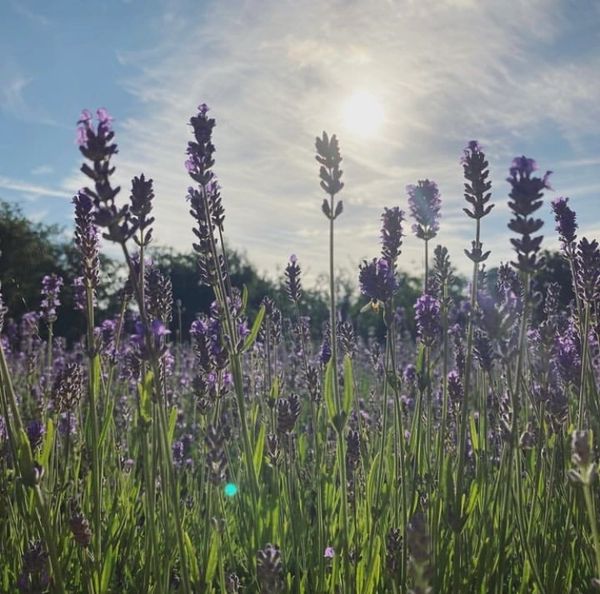 Lavender stems and sunshine in our Lincolnshire garden