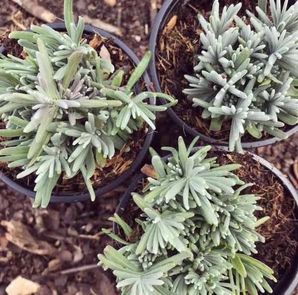 Three black pots of young lavender plants