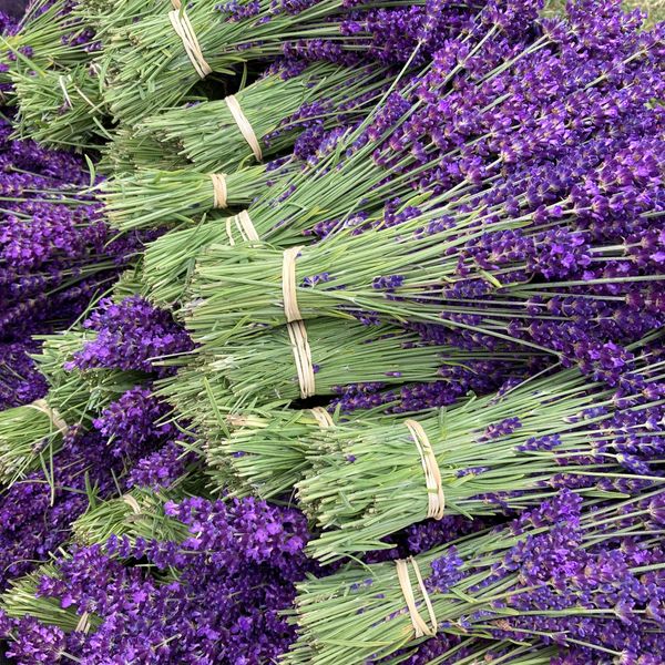 A pile of fresh lavender bunches with elastic bands 