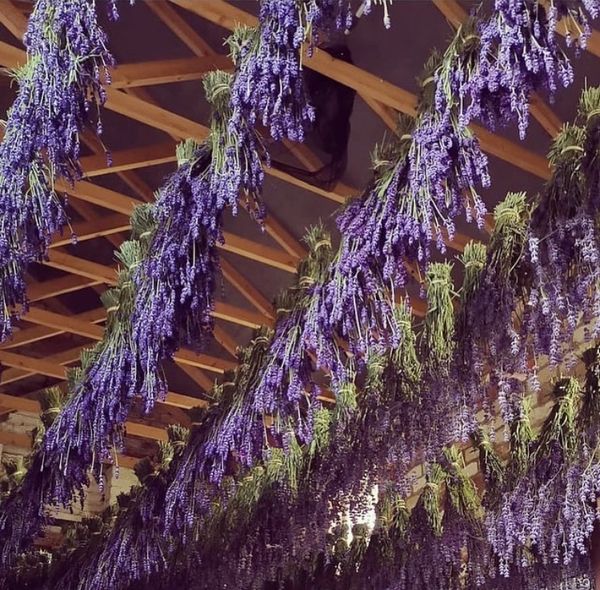 Lavender bunches hanging up to dry from wooden roof beams