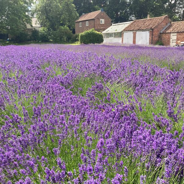 Lavender garden in full bloom with red brick outbuildings and greenhouse behind