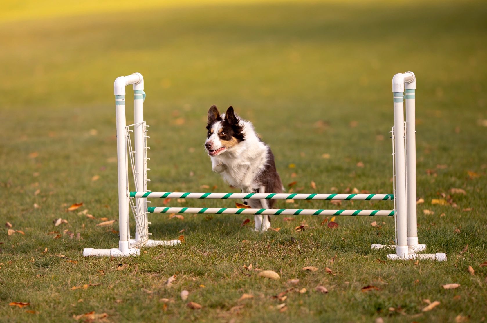 canine academy boarding