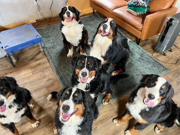 Bernese Mountain Dogs sitting together.