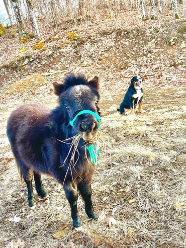 Mini horse with Bernese Mountain Dog.