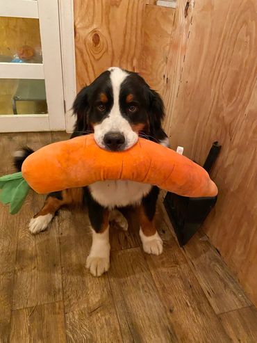 Bernese Mountain Dog, Sugar, with her carrot toy.