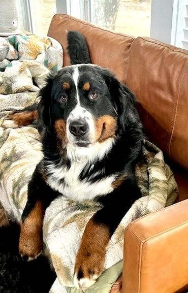 Bernese Mountain Dog on a couch.