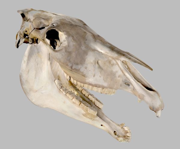 Side view of a horse skull with jaw open against a gray background.