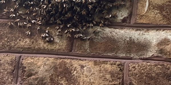 HHI bee infestation removal. get bees out of my HHI home. remove bees from in my home
