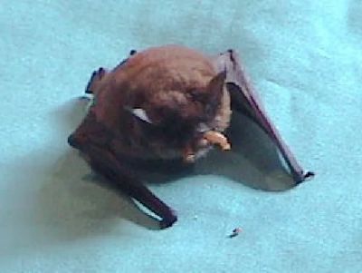 bat