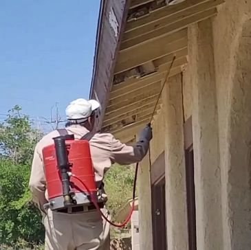 Removing a wasp nest