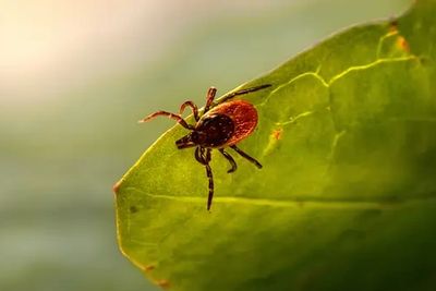 tick pest control
