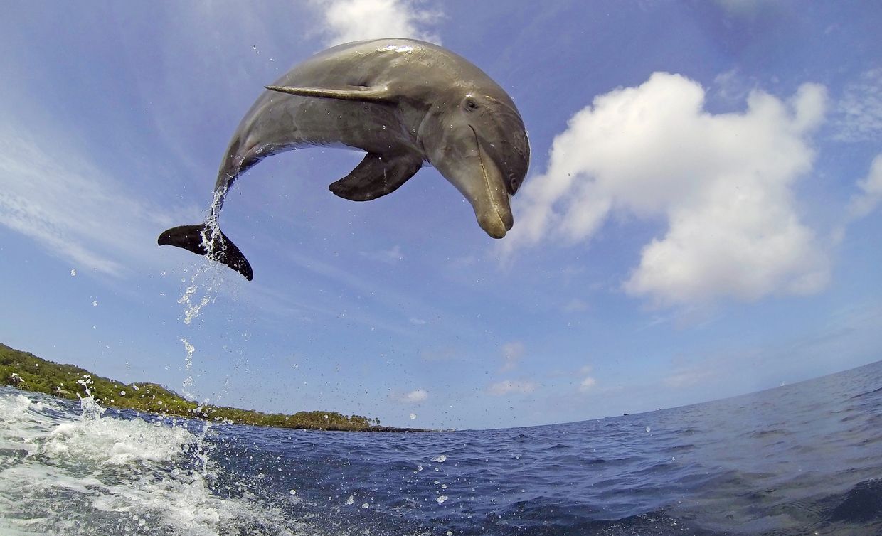 A dolphin leaps above the ocean under a bright blue sky.