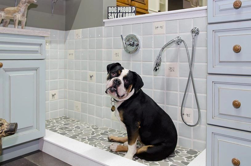 Dog Showers The Latest Home Trend Every Pup Parent Needs