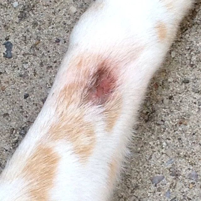 how do you stop a dog from licking a granuloma