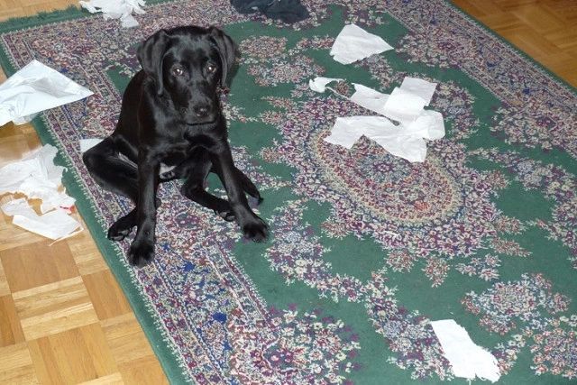 Why Do Dogs Shred Paper? - Vetstreet