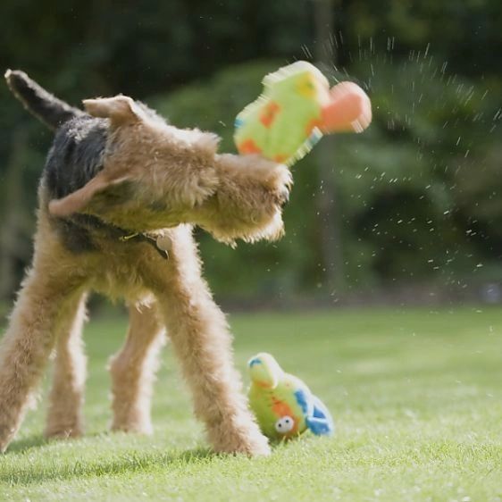 why do dogs shake their heads with toys