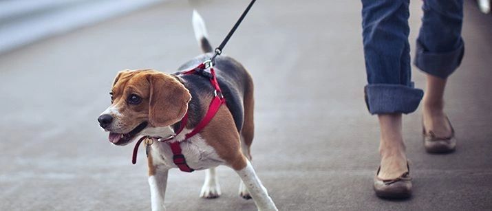 beagle pulling on leash
