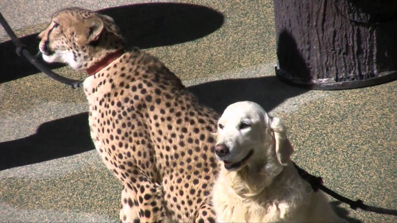 are dogs allowed in the san diego zoo