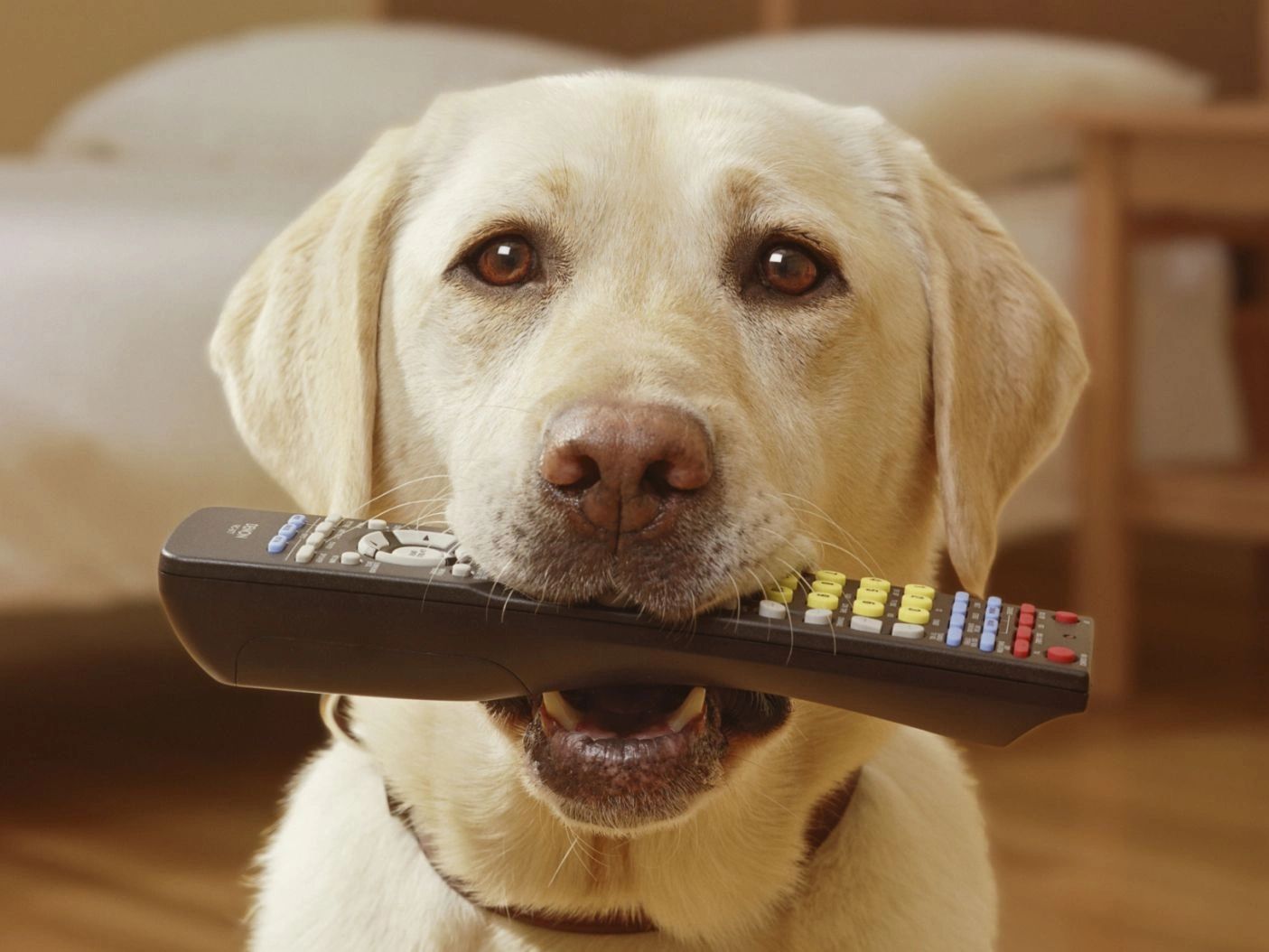 Dog chewing cheap remote control