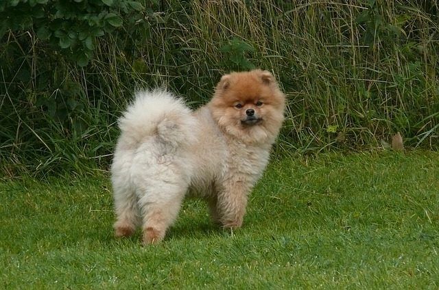 5 Ways To Manage Poop Butt In Long Haired Dogs