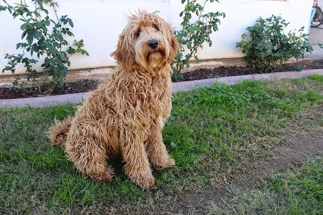 5 Ways To Manage Poop Butt In Long Haired Dogs
