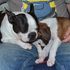 Anchor and Boxer pup.