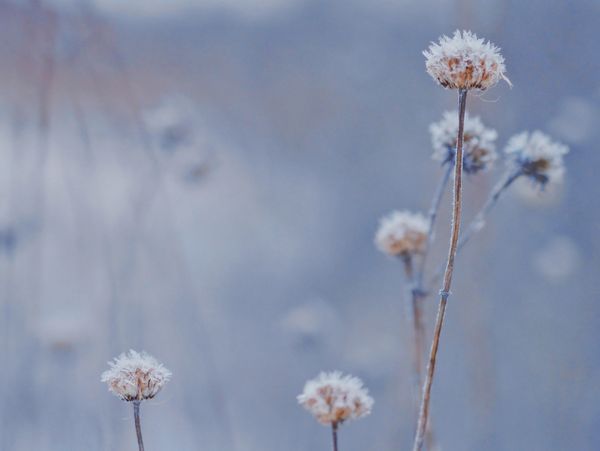 Autumnal plants with frost in the Surrey countryside