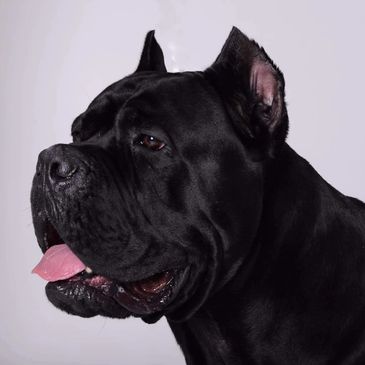 Our Cane Corso are excellent representations of their breed. We ONLY have 100% European lines we imp