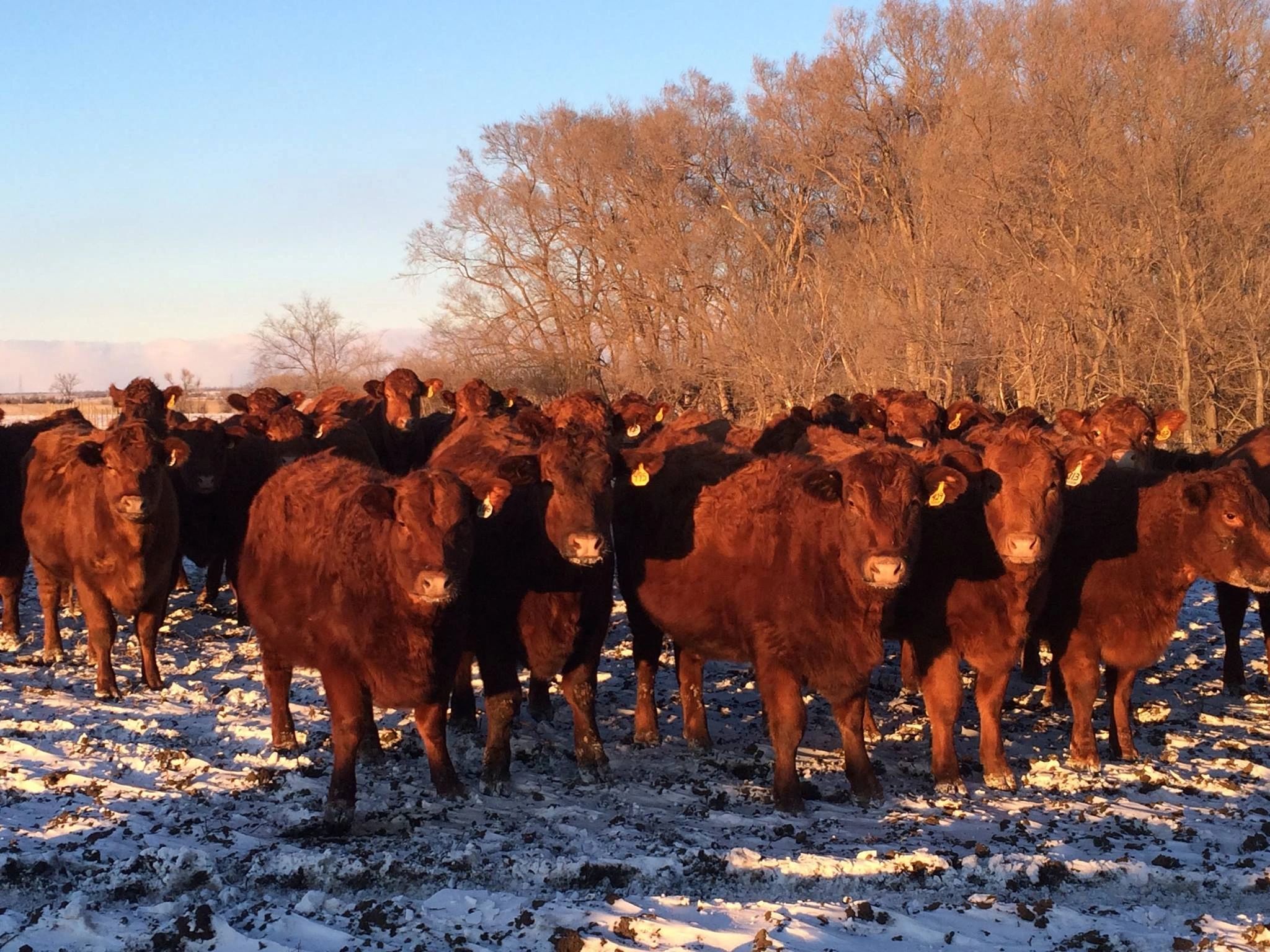 Red Angus Cattle
Namken Red Angus
