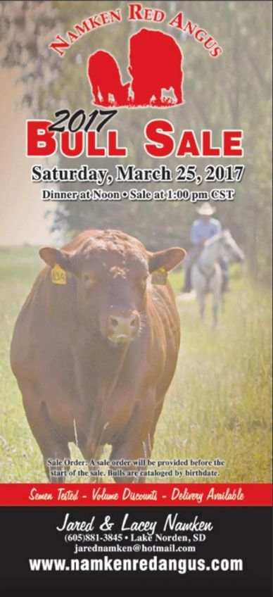 Red Angus Cattle
