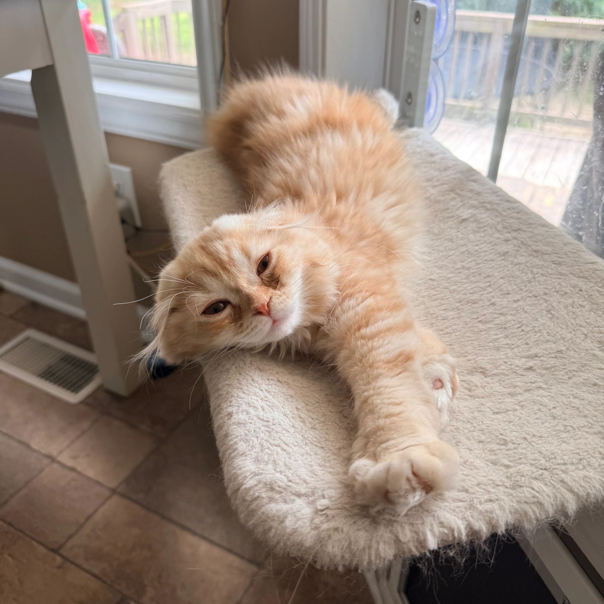 Fluffy orange cat stretching on a cozy perch by the window.