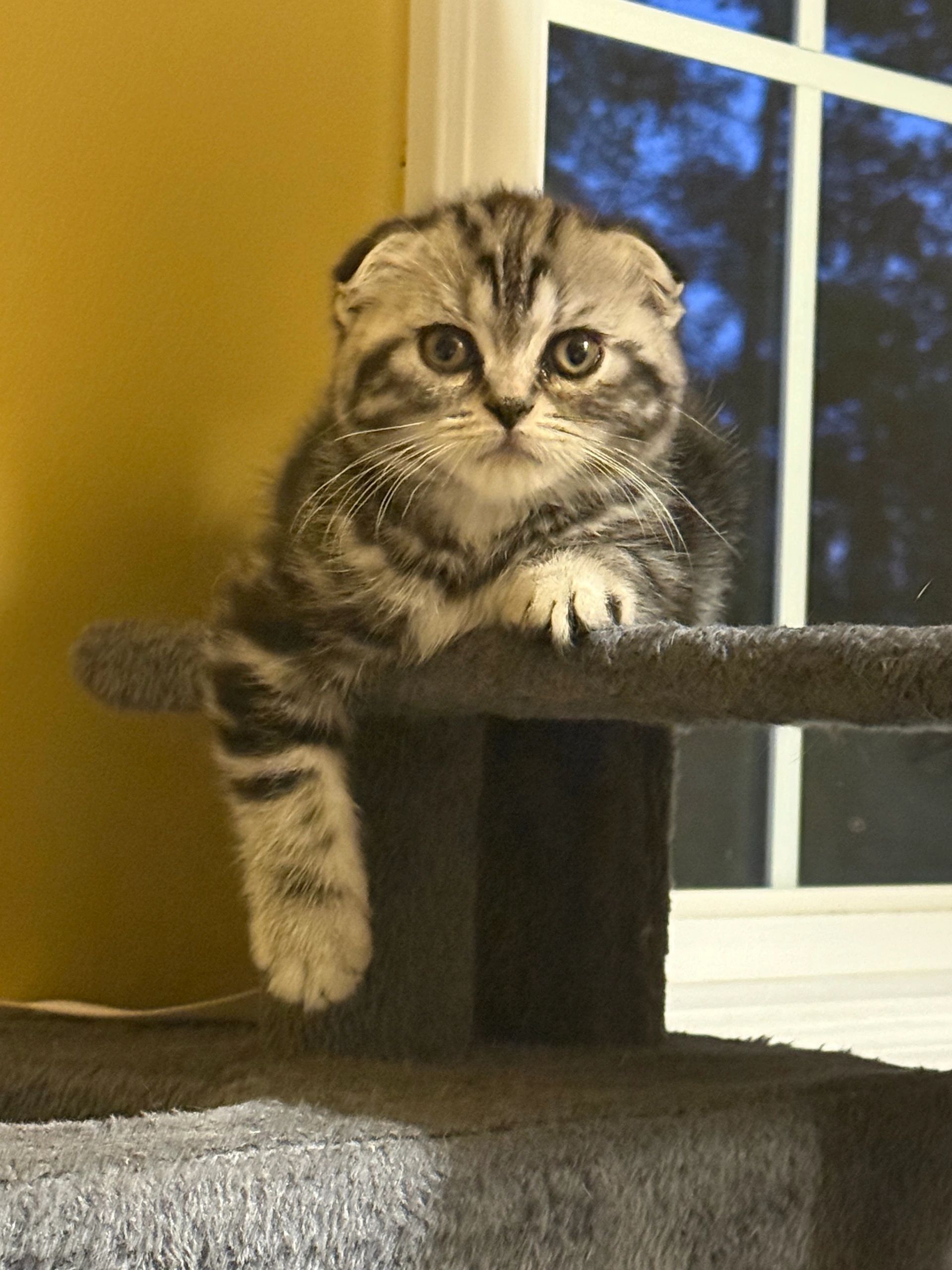 Cute fluffy Scottish fold kitten silver tabby