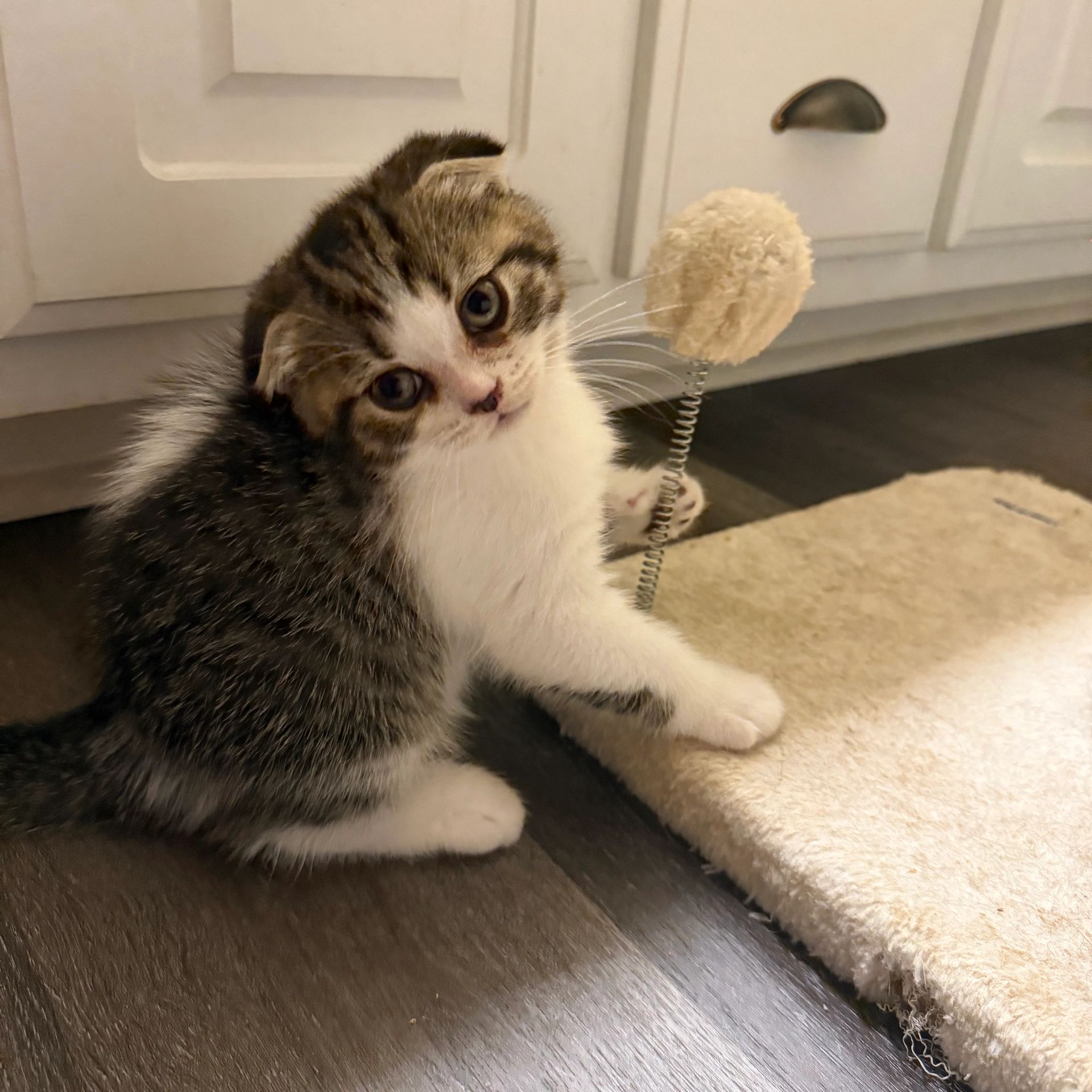Cute Scottish fold kitten