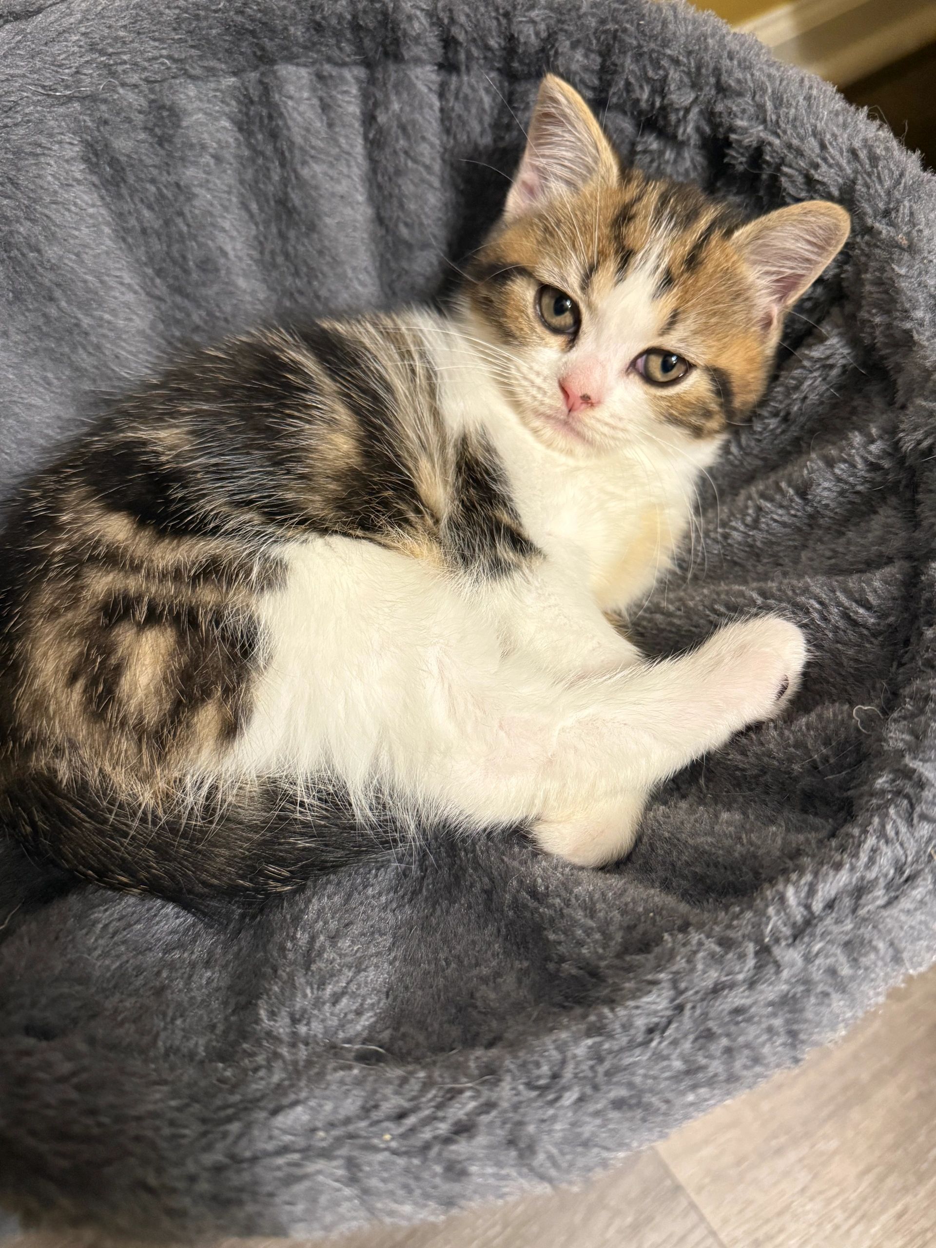 Cute Scottish straight kitten
