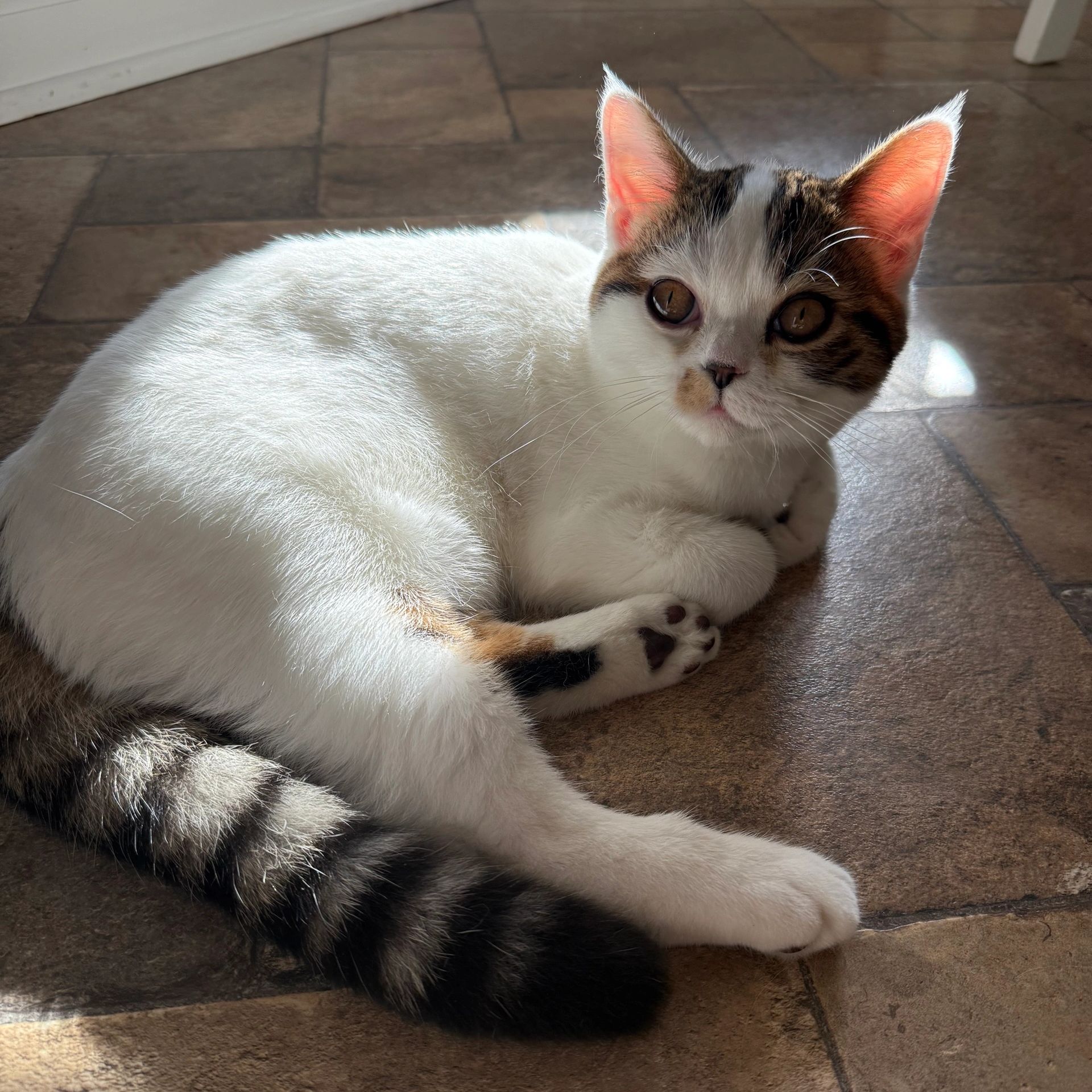 Scottish straight kitten