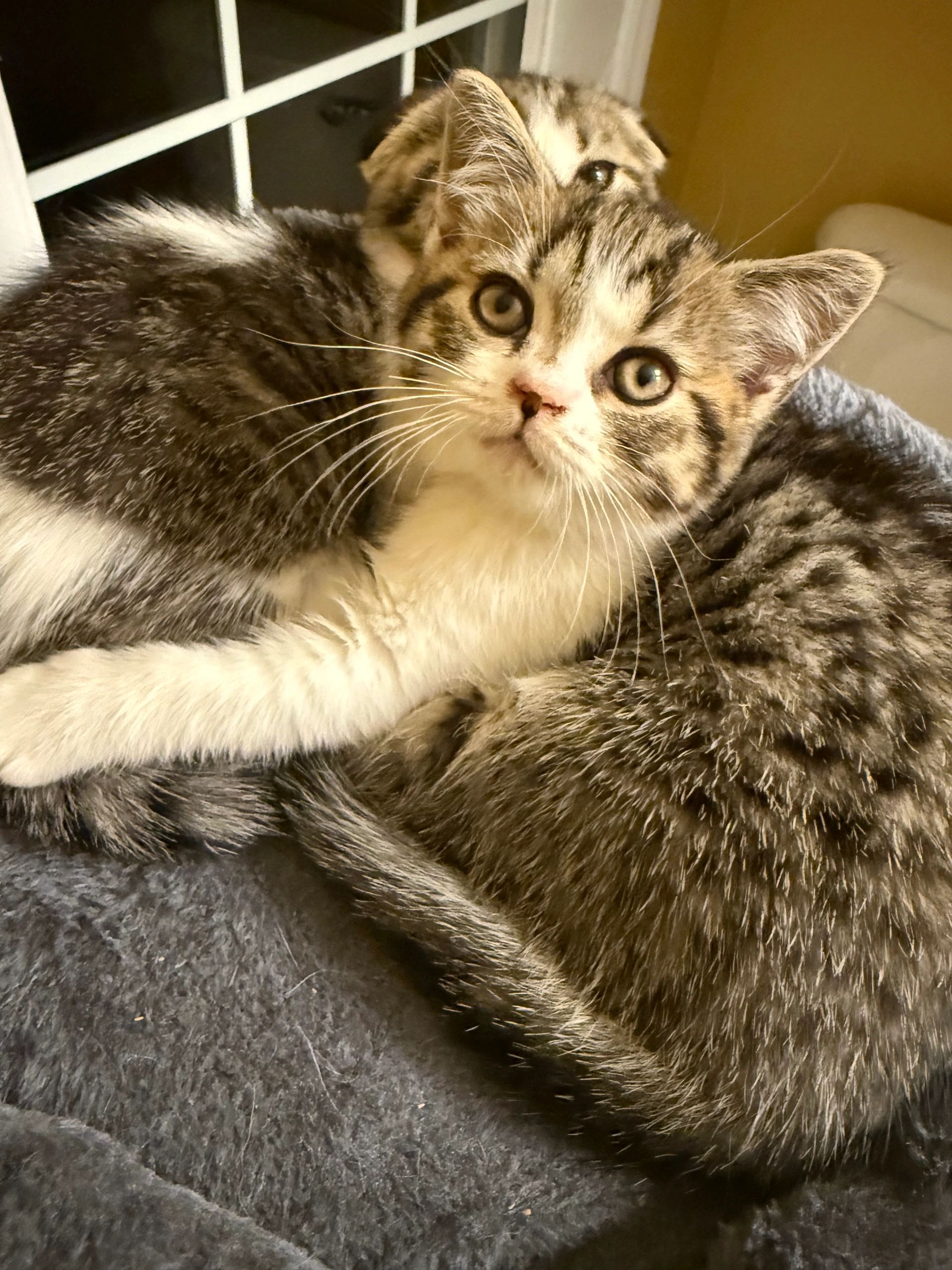 Adorable Scottish straight kitten