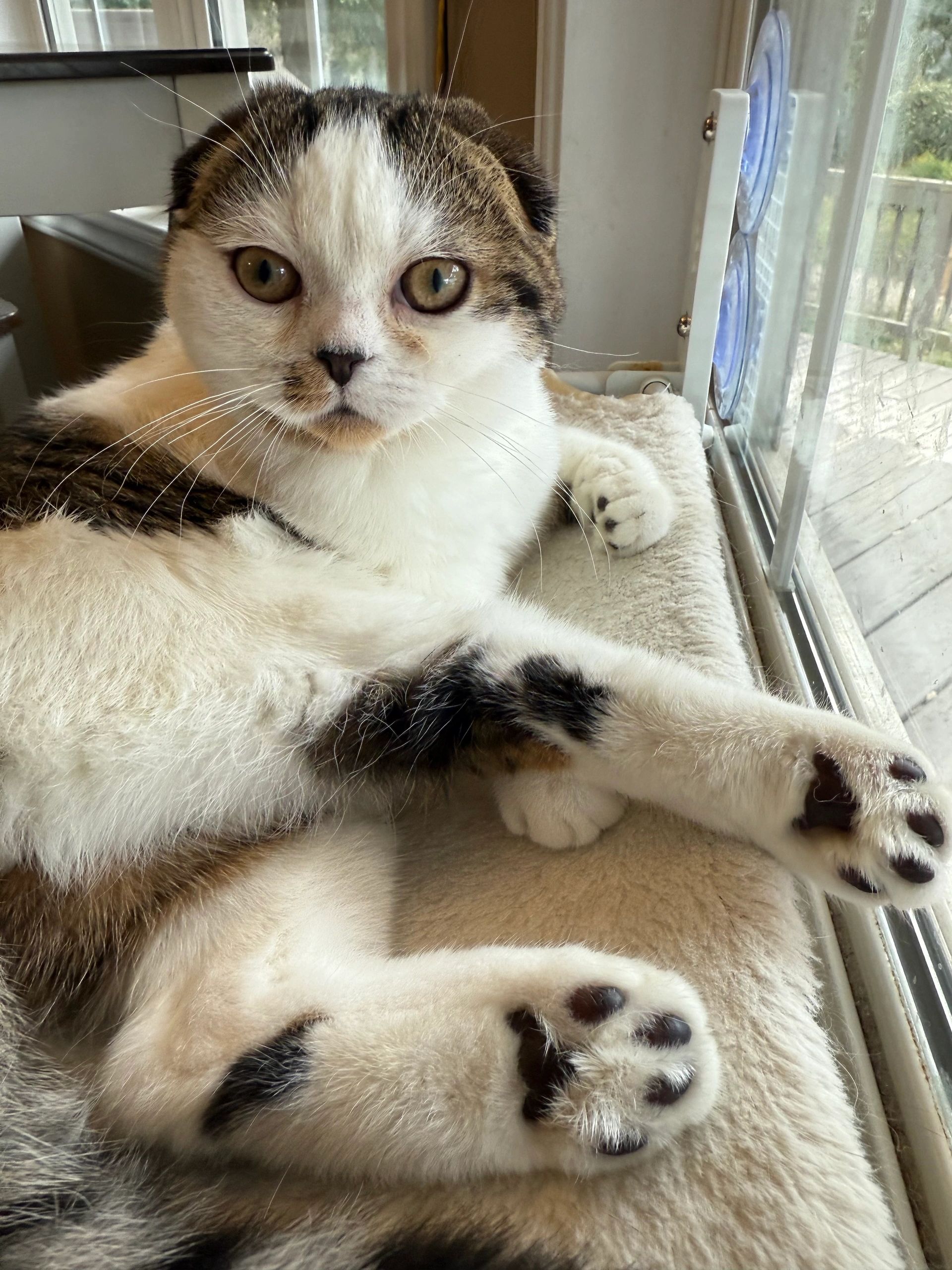 Scottish fold kitten boy