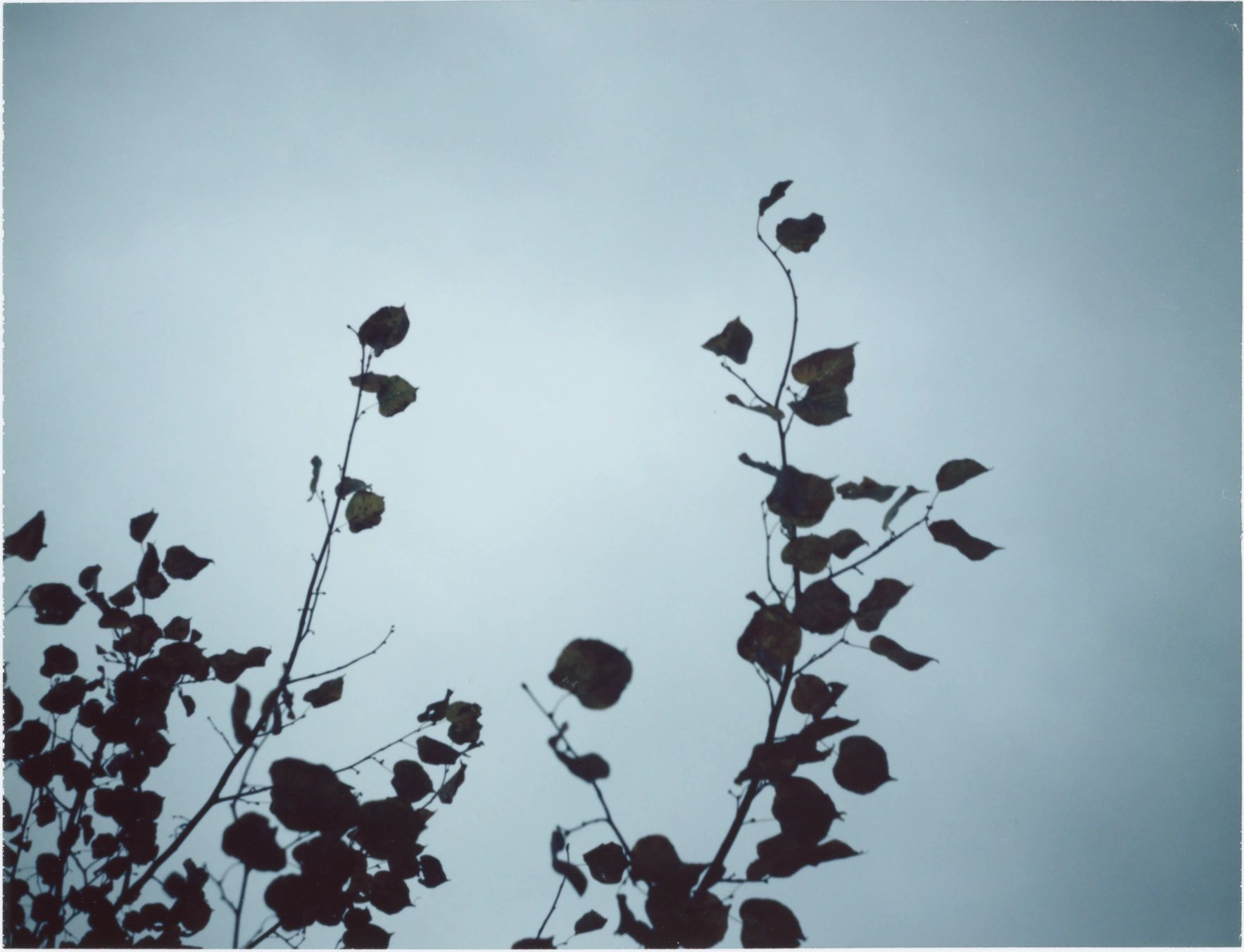 Silhouetted branches with leaves against a pale blue sky.